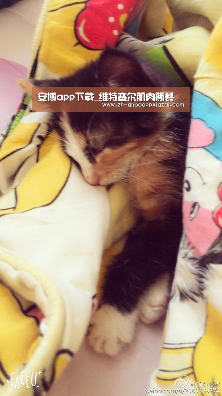 安博app下载
